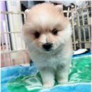 아담스펫 강아지분양 고양이분양 인천본점 | 아담스펫 강아지분양, 반려동물을 만난 내 삶의 변화