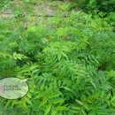 야초목장 이미지