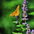 벌 나비가 좋아하는 배초향과 나비 이미지