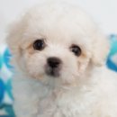 보송보송 이미지