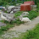 고센농장 이미지