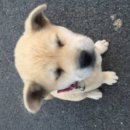 똥강아지 이미지