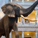 서대문자연사박물관 이미지