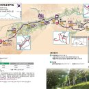 춘양목