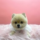 선사애견 이미지