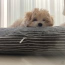 도그먼트 이미지