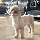 강성호반려견스쿨(수원점) | 강아지 애견호텔 처음이라 걱정된다면? 24시간 케어 바우스쿨 수지 광교 애견호텔