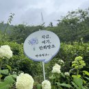 가-22 | 경남 고성 가볼만한곳 만화방초 수국명소 후기 6/22방문 수국축제(개화시기 꿀팁)