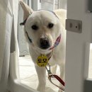 불도저 독 케어 센터 이미지