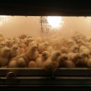 장수오골계 이미지