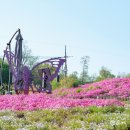 서울도솔학교 | 서울 공원 추천 도봉구 가볼만한곳 초안산하늘꽃정원 꽃잔디 주차 정보