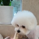 름자펫살롱 이미지