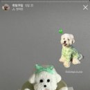 댕스크림 이미지