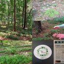 강림면351 이미지