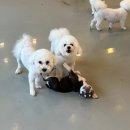멍캐슬 이미지