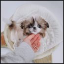 장군이켄넬 이미지