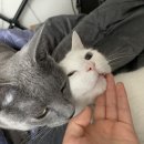 토리엔모리 이미지