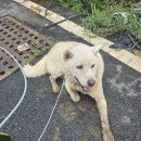 인월동물병원 이미지