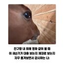 굿즈, 스파오 피크민 콜라보 티셔츠, 포켓몬 몬콜레 두리쥐 파밀리쥐,엑디즈 포토이즘, 피크민 투력10000)