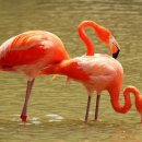 플라밍고 이미지