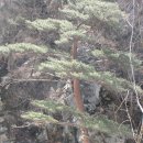 꿈꾸는유배지늡다리 이미지