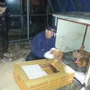 꼬꼬양계농장 이미지