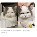 대머리로 오해 받는 고양이 이미지