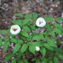 백작약 Paeonia japonica (Makino) Miyabe & Takeda 이미지