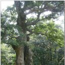 대운산 내원암 계곡 이미지