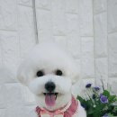 아라펫살롱 이미지