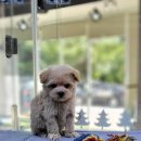 플레이독 파주본점 이미지