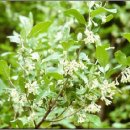 라임나무 이미지