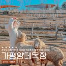 양아목장 | 12월 경기도 아이랑 가볼만한곳, 가평 양떼목장에서 아이와 겨울 카페 즐기기