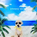 멍뭉이발소 이미지