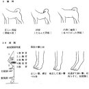 일본개와 진돗개 표준체형의 싱크로율 이미지