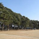 송림(松林) 이미지