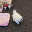 아따멍멍 이미지