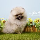 스카이윙 이미지