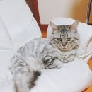개냥이 Daum카페