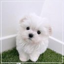 펫365 강아지분양 고양이분양 전주백제로점 | 강아지분양도 고양이분양도 펫365에서 쉽게, 안전하게, 즐겁게 만나보세요.
