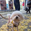 꼬맹이네 멍발소 이미지