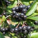 아로니아 이미지