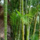 대나무 이미지