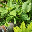 영부농장 이미지