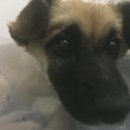 마송 동물병원 이미지