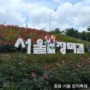2025 중랑 서울장미축제 방문후기! 볼거리 즐길거리 가득 후기