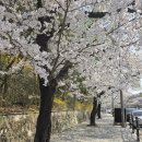 상수도사업본부 광산사업소 | (여행) 대구 벚꽃 명소 / 두류공원, 이월드 벚꽃 실시간 (26.03.28.토요일)