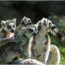 용의꼬리 이미지