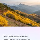 황금빛 꽃물결 속으로, 봄의 시작을 알리는 구례산수유꽃축제 방문 이야기