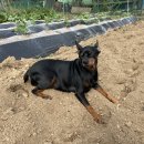 뚱강아지 이미지